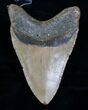 Inch Megalodon Shark Tooth #4182-1